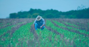 nota-fiscal-produtor-rural